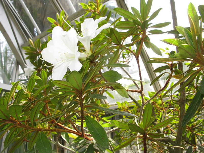 Rhododendron_boninense_1